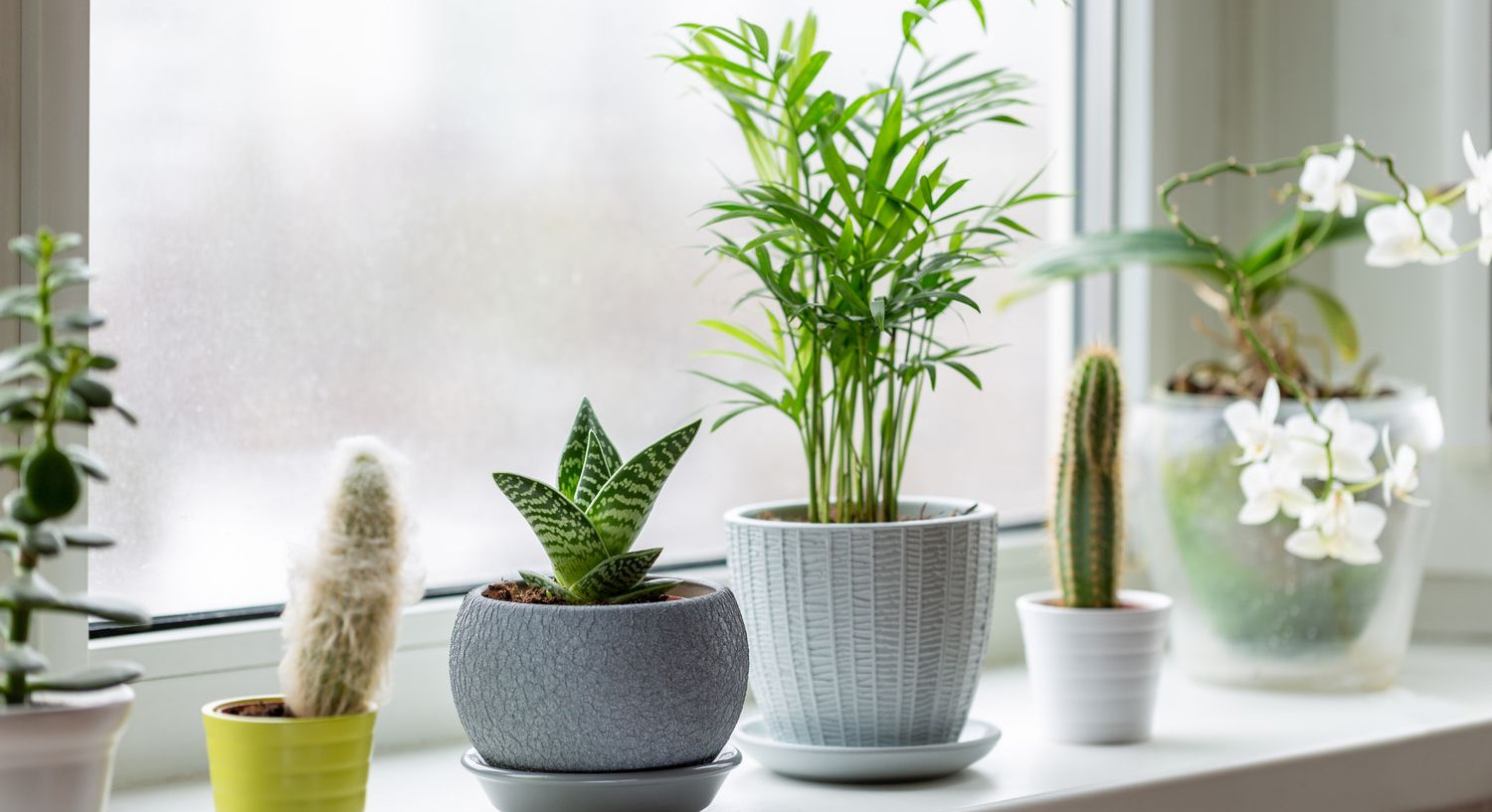 Optimal Glass Plant Shop -Optimal Glass Plant Shop 1