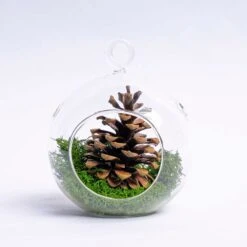 Glass Christmas Ball - Airplant And Reindeer Moss -Optimal Glass Plant Shop 19811 glas kerstbal helder mos dennenappel 0a1917d4 bcc0 47ed 9e13 4f1237e63cd6