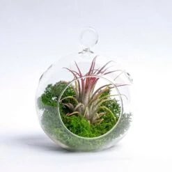 Glass Christmas Ball - Airplant And Reindeer Moss -Optimal Glass Plant Shop 19811 kerstbal glas mos airplant