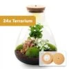24x Terrarium - Sam Coffea With Light - Sustainable Business Gift - ↑ 30 Cm - DIY 1 24x Terrarium - Sam Coffea With Light - Sustainable Business Gift - ↑ 30 Cm - DIY -Optimal Glass Plant Shop 24xTerrarium