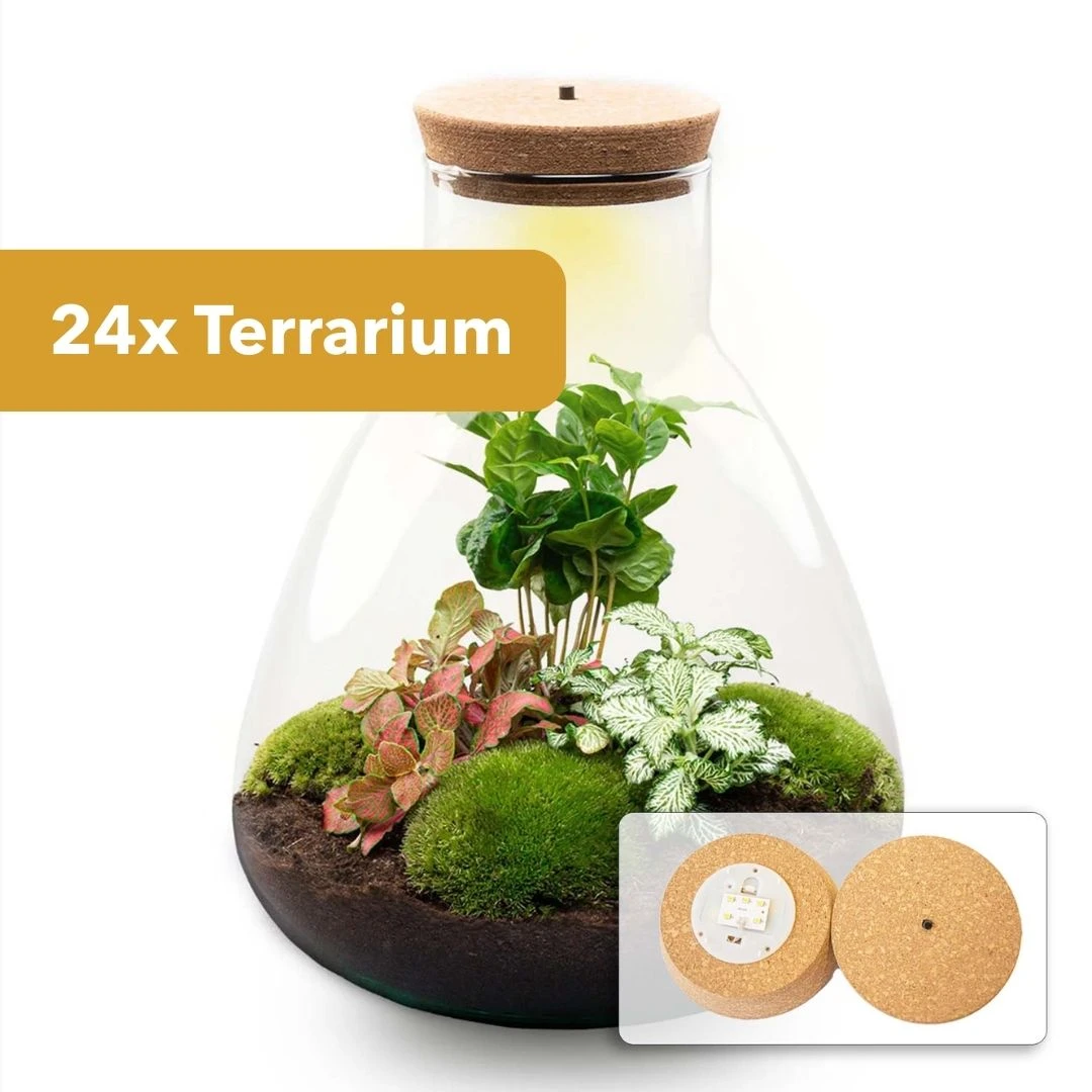 24x Terrarium - Sam Coffea With Light - Sustainable Business Gift - ↑ 30 Cm - DIY 3 24x Terrarium - Sam Coffea With Light - Sustainable Business Gift - ↑ 30 Cm - DIY