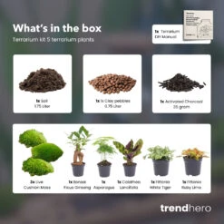 Optimal Glass Plant Shop -Optimal Glass Plant Shop 5 terrarium plants terrarium refill kit trendhero