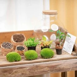 Bolder Bob Bonsai - Terrarium With Light - Bottle Garden DIY Kit - Ø 31 Cm ↑ 30 Cm 11 Bolder Bob Bonsai - Terrarium With Light - Bottle Garden DIY Kit - Ø 31 Cm ↑ 30 Cm -Optimal Glass Plant Shop BONSAI terrarium kit flaschengarten trendhero DSC03688