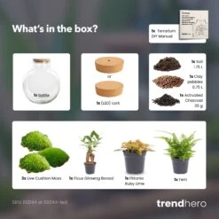 Bolder Bob Bonsai - Terrarium With Light - Bottle Garden DIY Kit - Ø 31 Cm ↑ 30 Cm 12 Bolder Bob Bonsai - Terrarium With Light - Bottle Garden DIY Kit - Ø 31 Cm ↑ 30 Cm -Optimal Glass Plant Shop Bolder bob bonsai red terrarium diy bottle garden