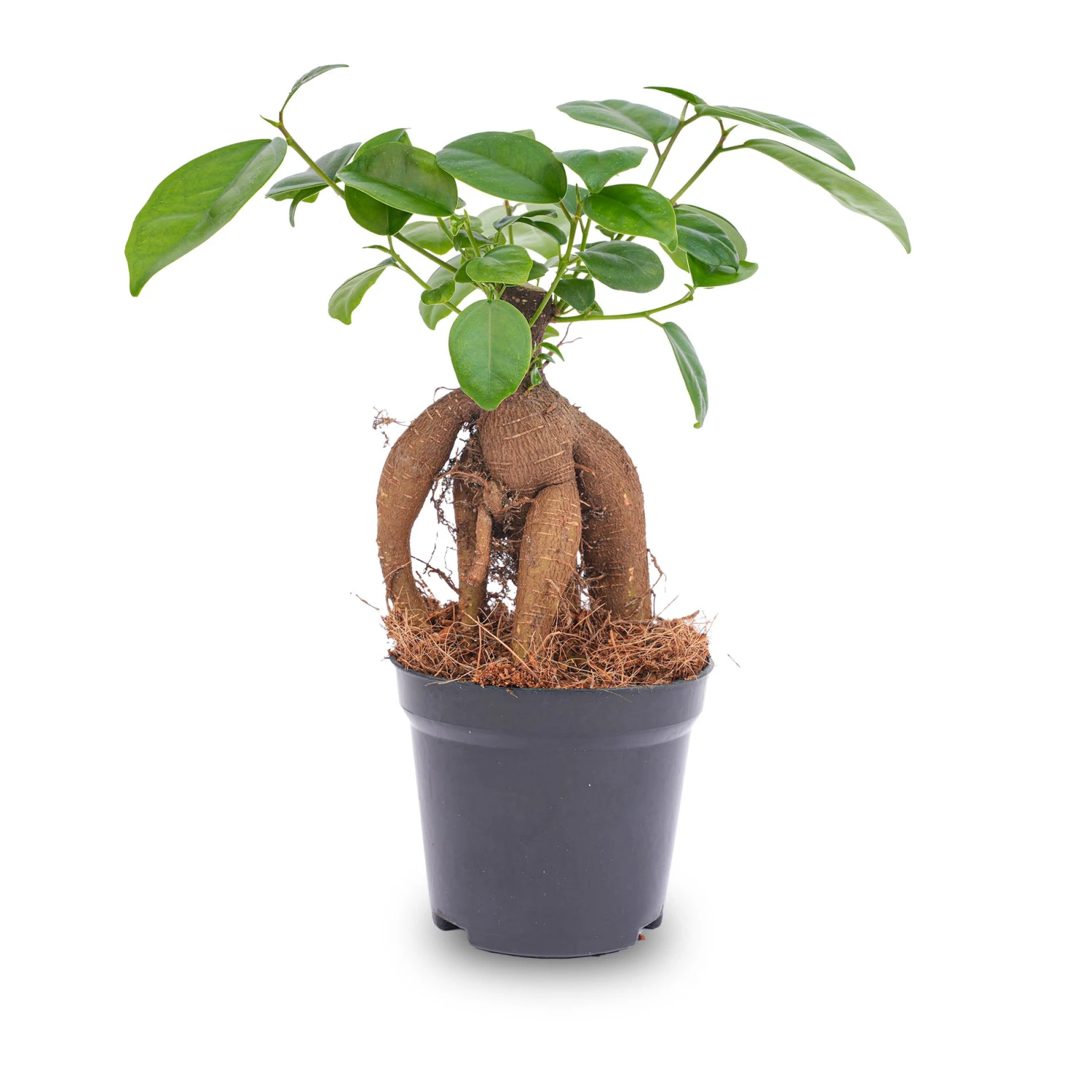 Ficus Microcarpa Ginseng Bonsai - ↑20 Cm 3 Ficus Microcarpa Ginseng Bonsai - ↑20 Cm - Image 2