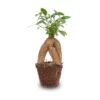 Ficus Microcarpa Ginseng Bonsai - ↑20 Cm 2 Ficus Microcarpa Ginseng Bonsai - ↑20 Cm -Optimal Glass Plant Shop Bonsai ficus ginseng microcarpa pm8