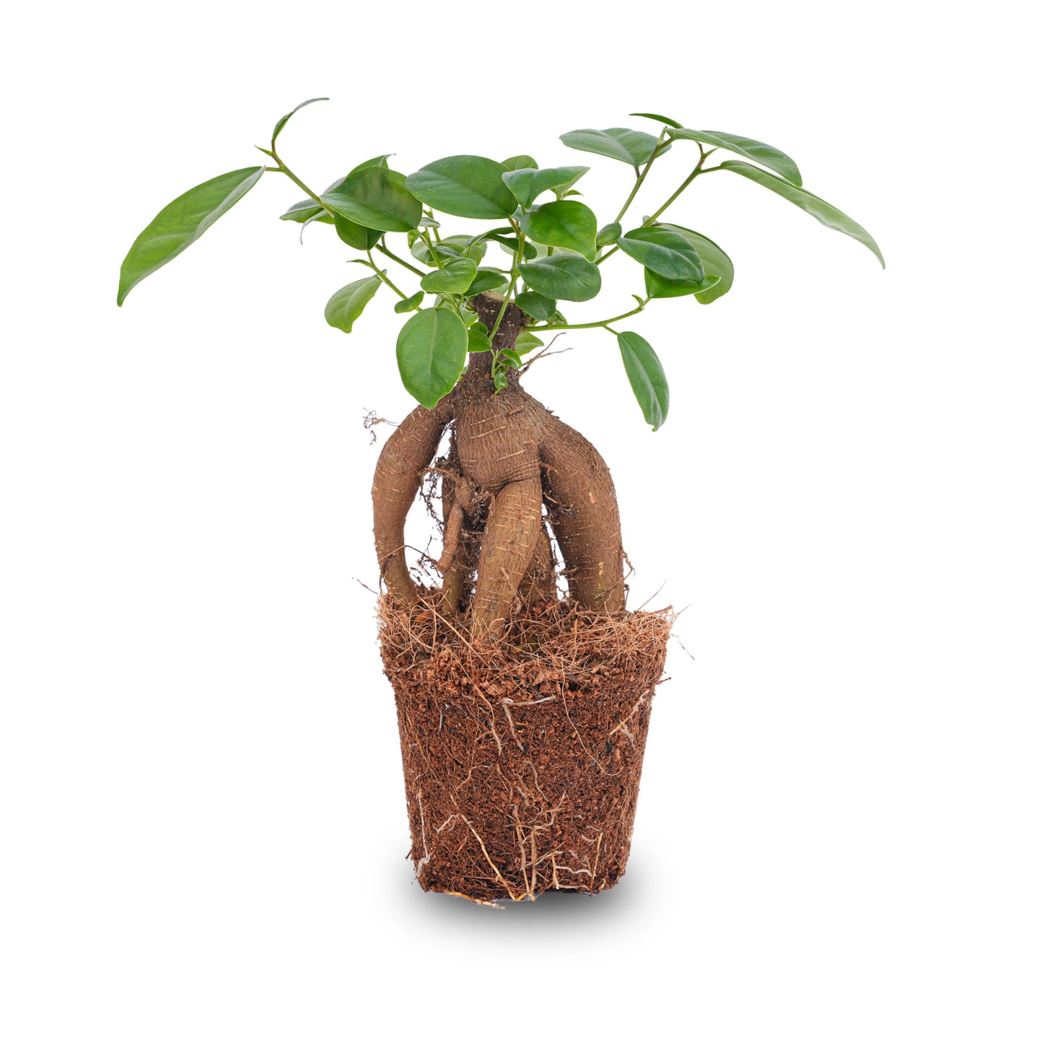 Ficus Microcarpa Ginseng Bonsai - ↑20 Cm 6 Ficus Microcarpa Ginseng Bonsai - ↑20 Cm - Image 5