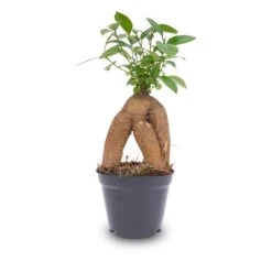 Ficus Microcarpa Ginseng Bonsai - ↑20 Cm 9 Ficus Microcarpa Ginseng Bonsai - ↑20 Cm -Optimal Glass Plant Shop Bonsai ficus ginseng microcarpa Pot pm8