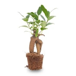 Ficus Ginseng Bonsai - Microcarpa - ↑ Ca. 15 Cm - Ø 6 Cm