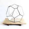 Geometric Terrarium - Cosmo - Vivarium - ↑ 31 X 29 X 29 Cm (LxWxH) - Glass -Optimal Glass Plant Shop CASSIOPEIA 1 transformed b4dbc8e8 6a1a 4b22 884a d13ea736cfbb