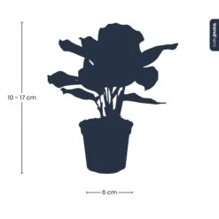 Calathea Makoyana - Peacock Plant - Terrarium Plant 10 Calathea Makoyana - Peacock Plant - Terrarium Plant -Optimal Glass Plant Shop Calathea Makoyana pm6 plant trendhero