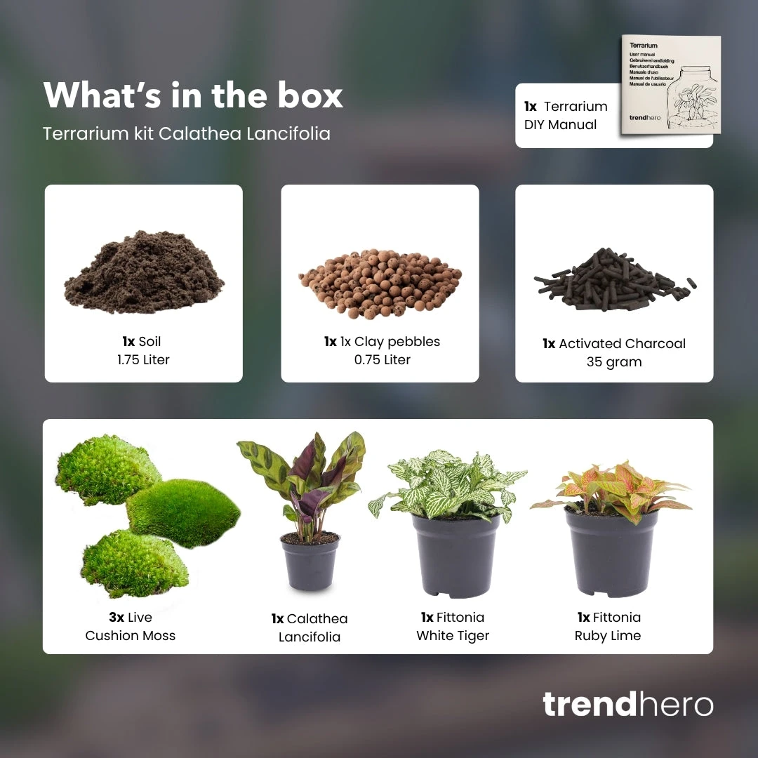 Calathea Lancifolia - Plant Terrarium Refill & Starter Kit - 3 Terrarium Plants - DIY 4 Calathea Lancifolia - Plant Terrarium Refill & Starter Kit - 3 Terrarium Plants - DIY - Image 2