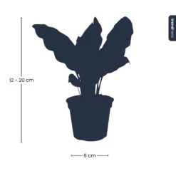 Calathea Lancifolia - Peacock Plant - Terrarium Plant 11 Calathea Lancifolia - Peacock Plant - Terrarium Plant -Optimal Glass Plant Shop Calathea lancifolia pm6 trendhero