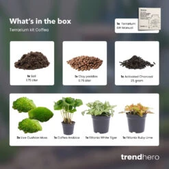 Optimal Glass Plant Shop -Optimal Glass Plant Shop Coffea terrarium refill kit trendhero