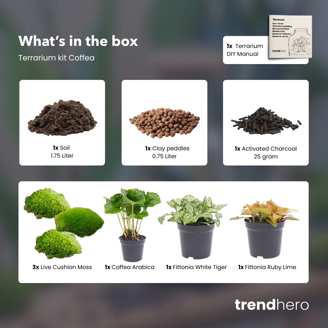 Coffea Arabica - Plant Terrarium Refill & Starter Kit - 3 Terrarium Plants - DIY 4 Coffea Arabica - Plant Terrarium Refill & Starter Kit - 3 Terrarium Plants - DIY - Image 2