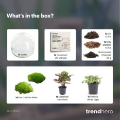 Dome - Two-part Round Glass Terrarium - Bottle Garden DIY Kit - Ø 20 Cm ↑ 20 Cm 10 Dome - Two-part Round Glass Terrarium - Bottle Garden DIY Kit - Ø 20 Cm ↑ 20 Cm -Optimal Glass Plant Shop Dome green terrarium diy bottle garden