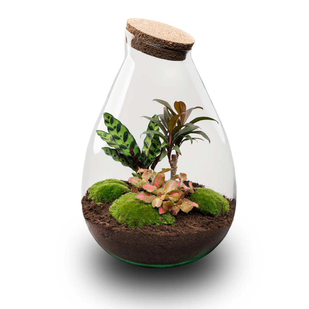 Drop XL Palm - Terrarium With Cork - Bottle Garden DIY Kit – Ø 24 Cm ↑ 37 Cm 3 Drop XL Palm - Terrarium With Cork - Bottle Garden DIY Kit – Ø 24 Cm ↑ 37 Cm