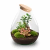 Drop XXL Bonsai - Terrarium With Cork - Bottle Garden DIY Kit - Ø 34 Cm ↑ 43 Cm -Optimal Glass Plant Shop Drop xxl bonsai plant terrarium trendhero