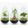 Egg - Terrarium - Two-part Glass Dome - Bottle Garden DIY Kit - Ø 12 Cm ↑ 25 Cm -Optimal Glass Plant Shop EGG terrarium kits flaschegarten glass pflanze