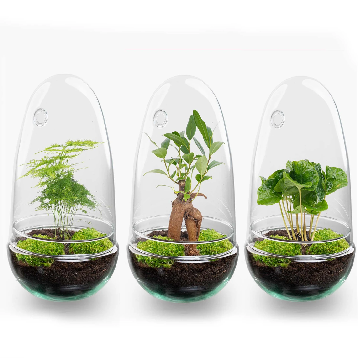 Egg - Terrarium - Two-part Glass Dome - Bottle Garden DIY Kit - Ø 12 Cm ↑ 25 Cm 3 Egg - Terrarium - Two-part Glass Dome - Bottle Garden DIY Kit - Ø 12 Cm ↑ 25 Cm