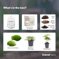 Egg XL - Terrarium - Two-part Glass Dome - Bottle Garden DIY Kit - Ø 17.5 Cm ↑ 30 Cm -Optimal Glass Plant Shop Egg XL green plant terrarium diy bottle garden e41f15e0 4c72 465f 9618 517a0a74c3ad