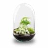 Egg XL - Terrarium - Two-part Glass Dome - Bottle Garden DIY Kit - Ø 17.5 Cm ↑ 30 Cm -Optimal Glass Plant Shop Egg xl asparagus plant terrarium Eivorm trendhero