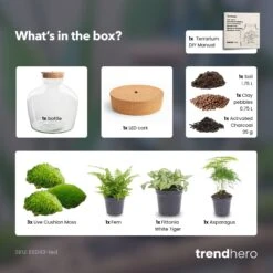 Fat Joe Green - Terrarium With Light - Bottle Garden DIY Kit - Ø 29 Cm ↑ 30 Cm 11 Fat Joe Green - Terrarium With Light - Bottle Garden DIY Kit - Ø 29 Cm ↑ 30 Cm -Optimal Glass Plant Shop Fat Joe Green terrarium diy bottle garden 389e3388 df12 4e87 90b6 b359b35cd3c3