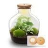 Fat Joe Green - Terrarium With Light - Bottle Garden DIY Kit - Ø 29 Cm ↑ 30 Cm 1 Fat Joe Green - Terrarium With Light - Bottle Garden DIY Kit - Ø 29 Cm ↑ 30 Cm -Optimal Glass Plant Shop Fat joe green terrarium kit flaschengarten paket mit lampe licht