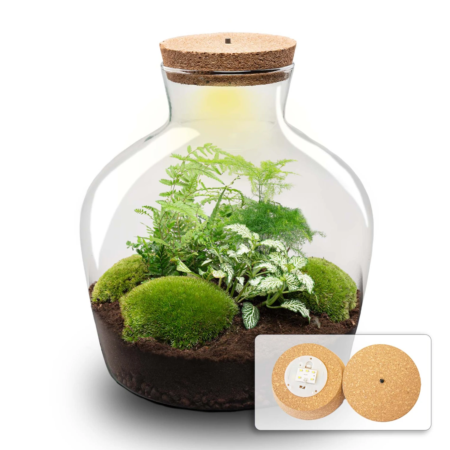 Fat Joe Green - Terrarium With Light - Bottle Garden DIY Kit - Ø 29 Cm ↑ 30 Cm 3 Fat Joe Green - Terrarium With Light - Bottle Garden DIY Kit - Ø 29 Cm ↑ 30 Cm