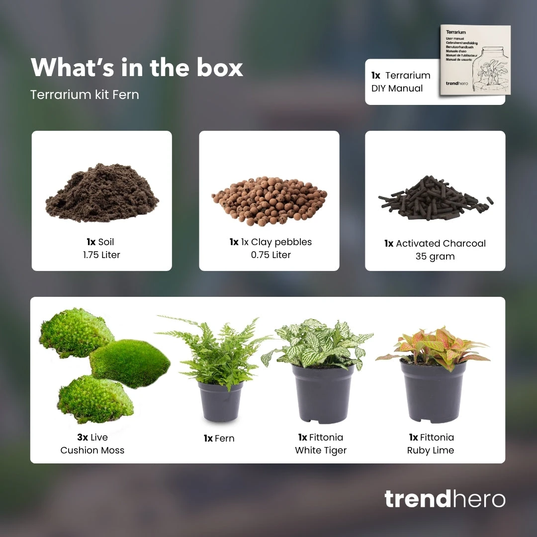 Fern - Plant Terrarium Refill & Starter Kit - 3 Terrarium Plants - DIY 4 Fern - Plant Terrarium Refill & Starter Kit - 3 Terrarium Plants - DIY - Image 2