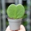 Hoya Kerrii - Heartplant - ↑ 10 Cm - ⌀ 6 Cm 2 Hoya Kerrii - Heartplant - ↑ 10 Cm - ⌀ 6 Cm -Optimal Glass Plant Shop Hoya Kerrii plant trendhero