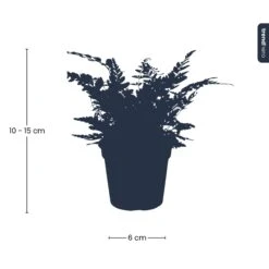 Fern - Athyrium Spicatum - Terrarium Plant -Optimal Glass Plant Shop IMG 1933