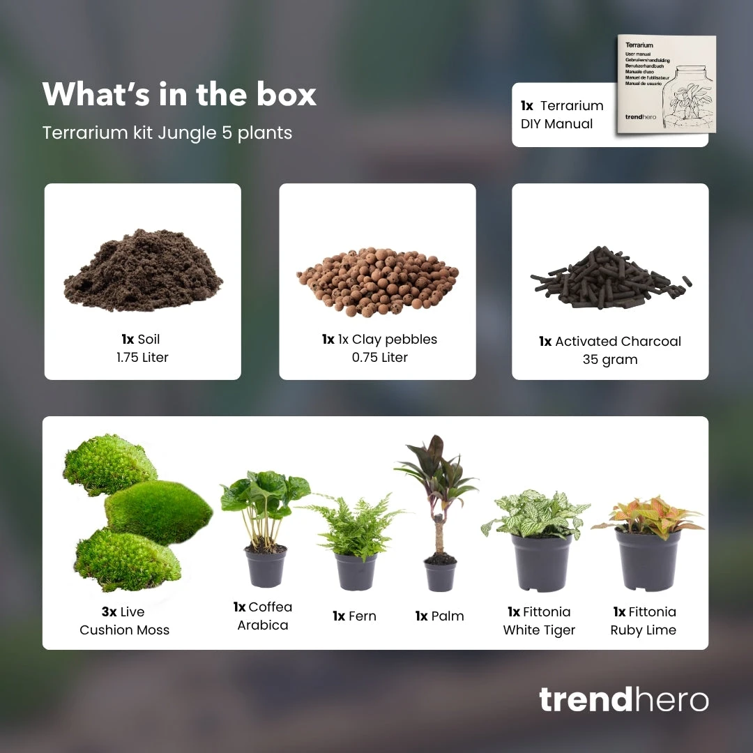 Jungle 5 - Plant Terrarium Refill & Starter Kit - 5 Terrarium Plants - DIY 4 Jungle 5 - Plant Terrarium Refill & Starter Kit - 5 Terrarium Plants - DIY - Image 2