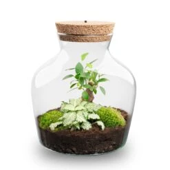 Little Joe - Terrarium With Light - Bottle Garden DIY Kit - Ø 20 Cm ↑ 22 Cm -Optimal Glass Plant Shop Little joe met led verlichting terrarium fles 10