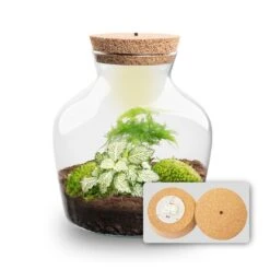Little Joe - Terrarium With Light - Bottle Garden DIY Kit - Ø 20 Cm ↑ 22 Cm -Optimal Glass Plant Shop Little joe met led verlichting terrarium fles 11