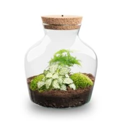Little Joe - Terrarium With Light - Bottle Garden DIY Kit - Ø 20 Cm ↑ 22 Cm -Optimal Glass Plant Shop Little joe met led verlichting terrarium fles 12