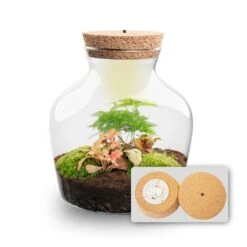 Little Joe - Terrarium With Light - Bottle Garden DIY Kit - Ø 20 Cm ↑ 22 Cm -Optimal Glass Plant Shop Little joe met led verlichting terrarium fles 13
