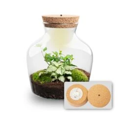 Little Joe - Terrarium With Light - Bottle Garden DIY Kit - Ø 20 Cm ↑ 22 Cm -Optimal Glass Plant Shop Little joe met led verlichting terrarium fles 3