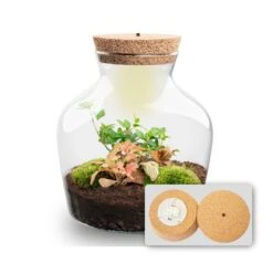 Little Joe - Terrarium With Light - Bottle Garden DIY Kit - Ø 20 Cm ↑ 22 Cm -Optimal Glass Plant Shop Little joe met led verlichting terrarium fles 5