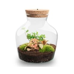 Little Joe - Terrarium With Light - Bottle Garden DIY Kit - Ø 20 Cm ↑ 22 Cm -Optimal Glass Plant Shop Little joe met led verlichting terrarium fles 6