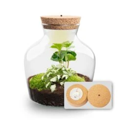 Little Joe - Terrarium With Light - Bottle Garden DIY Kit - Ø 20 Cm ↑ 22 Cm -Optimal Glass Plant Shop Little joe met led verlichting terrarium fles 7