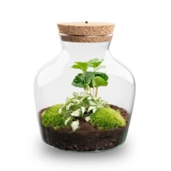 Little Joe - Terrarium With Light - Bottle Garden DIY Kit - Ø 20 Cm ↑ 22 Cm -Optimal Glass Plant Shop Little joe met led verlichting terrarium fles 8
