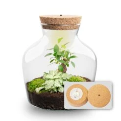Little Joe - Terrarium With Light - Bottle Garden DIY Kit - Ø 20 Cm ↑ 22 Cm -Optimal Glass Plant Shop Little joe met led verlichting terrarium fles 9