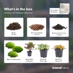 Optimal Glass Plant Shop -Optimal Glass Plant Shop Makoyana calathea terrarium refill kit trendhero