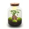 Milky Bonsai - Terrarium - Bottle Garden DIY Kit - Ø 21 Cm ↑ 30 Cm 1 Milky Bonsai - Terrarium - Bottle Garden DIY Kit - Ø 21 Cm ↑ 30 Cm -Optimal Glass Plant Shop Milky bonsai terrarium with led light on