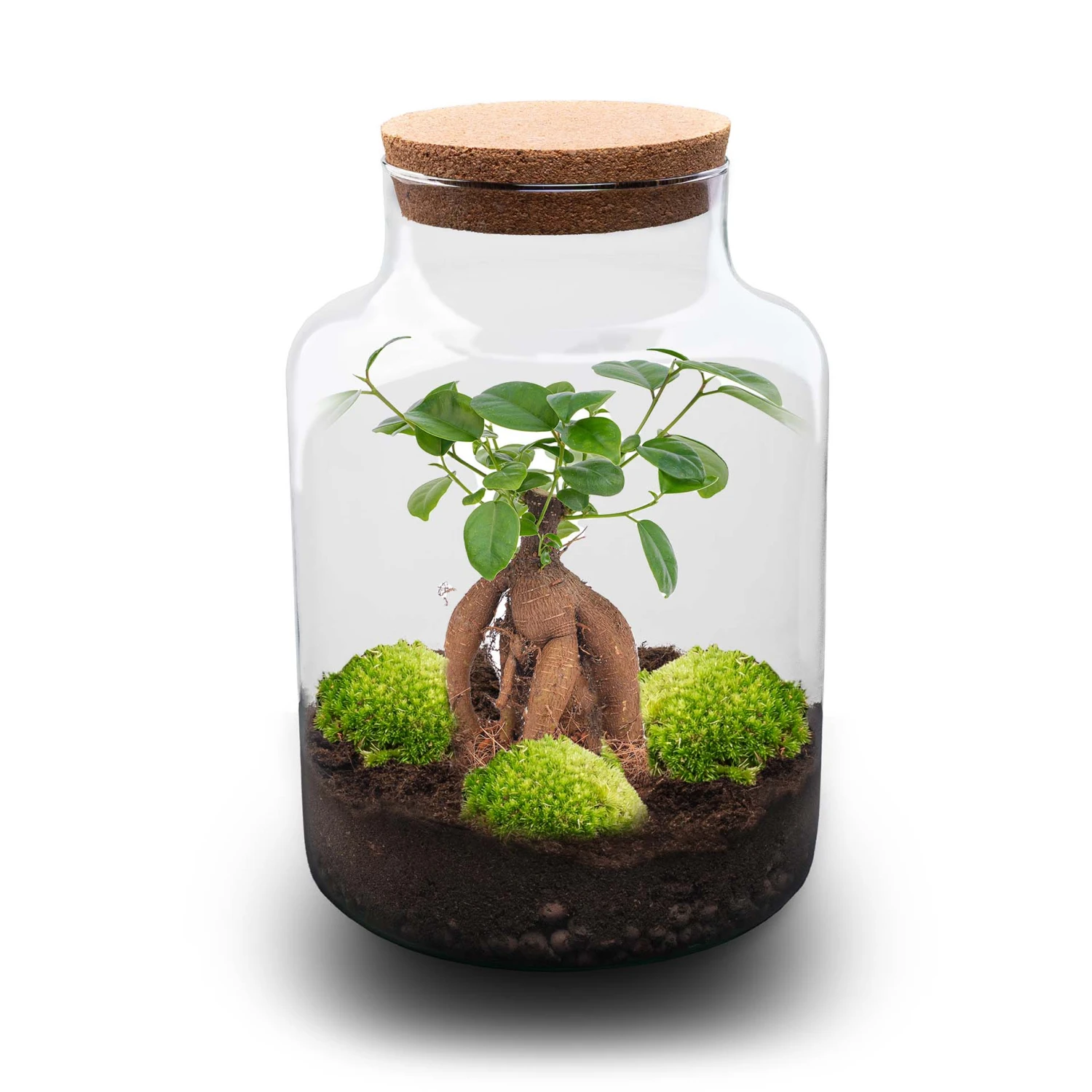 Milky Bonsai - Terrarium - Bottle Garden DIY Kit - Ø 21 Cm ↑ 30 Cm 4 Milky Bonsai - Terrarium - Bottle Garden DIY Kit - Ø 21 Cm ↑ 30 Cm - Image 2
