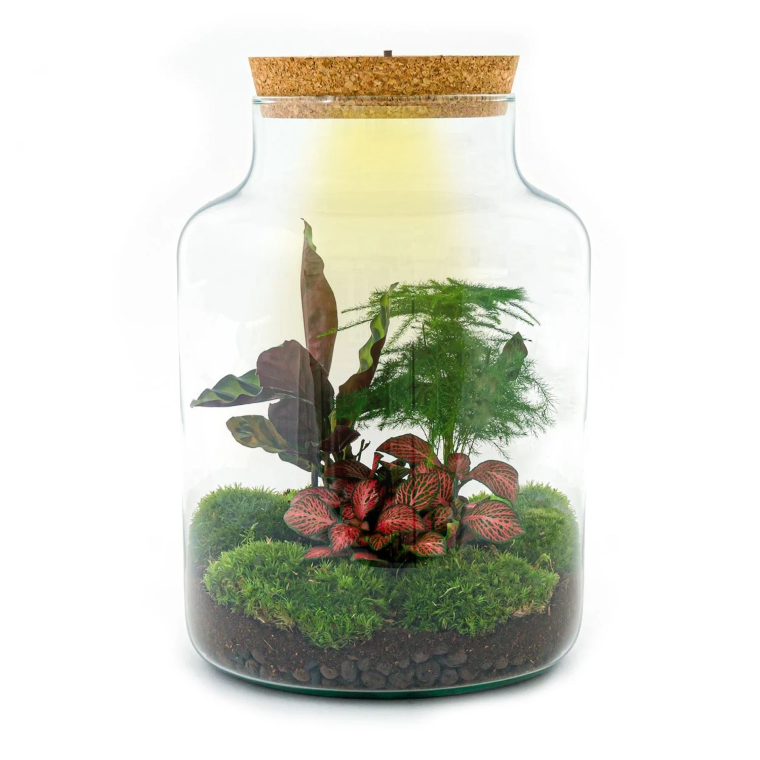 Milky - Terrarium - Bottle Garden DIY Kit - Ø 21 Cm ↑ 30 Cm 9 Milky - Terrarium - Bottle Garden DIY Kit - Ø 21 Cm ↑ 30 Cm - Image 7