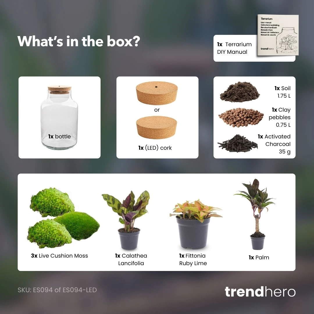 Milky Palm - Terrarium - Bottle Garden DIY Kit - Ø 21 Cm ↑ 30 Cm 7 Milky Palm - Terrarium - Bottle Garden DIY Kit - Ø 21 Cm ↑ 30 Cm - Image 5