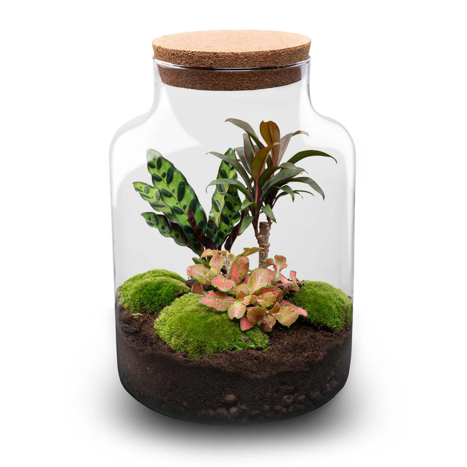 Milky Palm - Terrarium - Bottle Garden DIY Kit - Ø 21 Cm ↑ 30 Cm 4 Milky Palm - Terrarium - Bottle Garden DIY Kit - Ø 21 Cm ↑ 30 Cm - Image 2