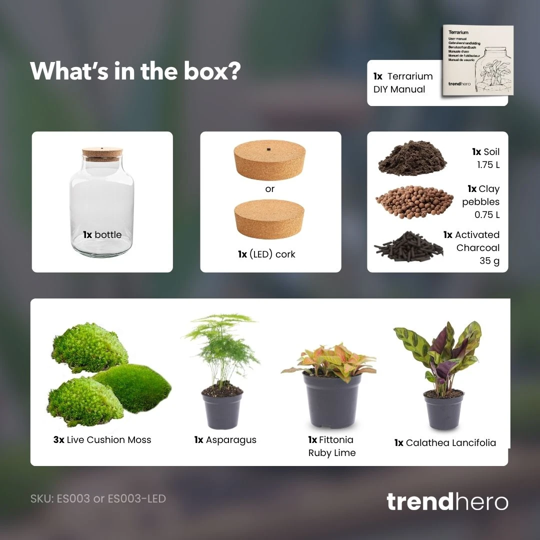 Milky - Terrarium - Bottle Garden DIY Kit - Ø 21 Cm ↑ 30 Cm 7 Milky - Terrarium - Bottle Garden DIY Kit - Ø 21 Cm ↑ 30 Cm - Image 5